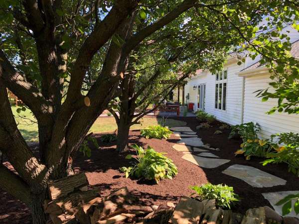 landscape blog - Privacy Trees And Shrubs
